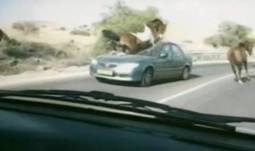 Video : Horse Crashing into Car