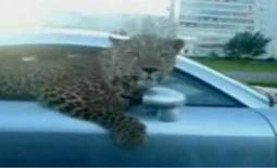 Video: Leopard in Audi TT