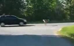 Video: Deer vs Car